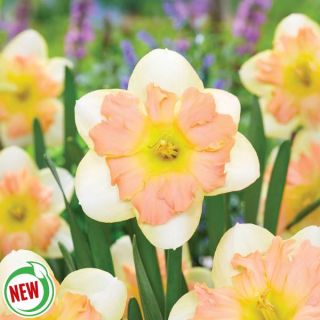 Lovely Julia Daffodil Thumbnail